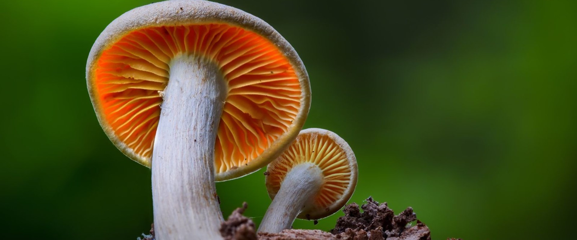 Mushrooms: A Comprehensive Overview