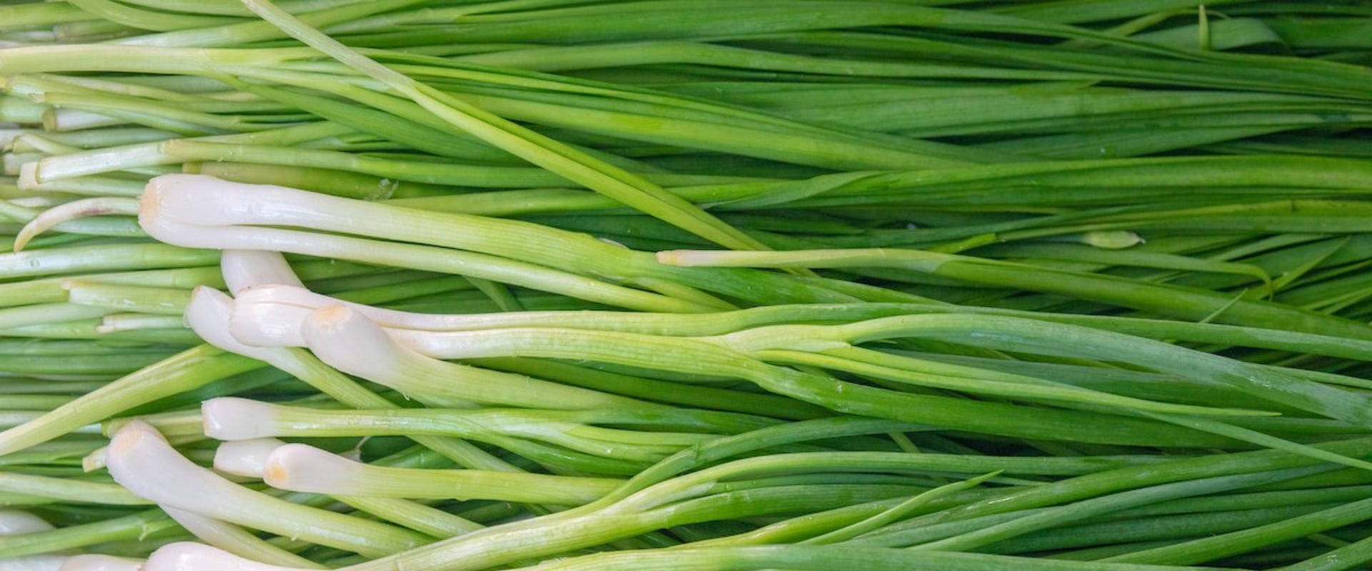 All About Scallions