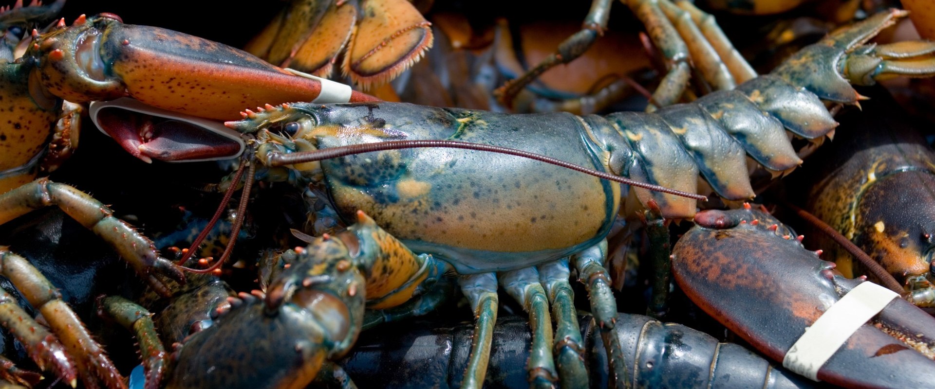 A Comprehensive Look at Lobster