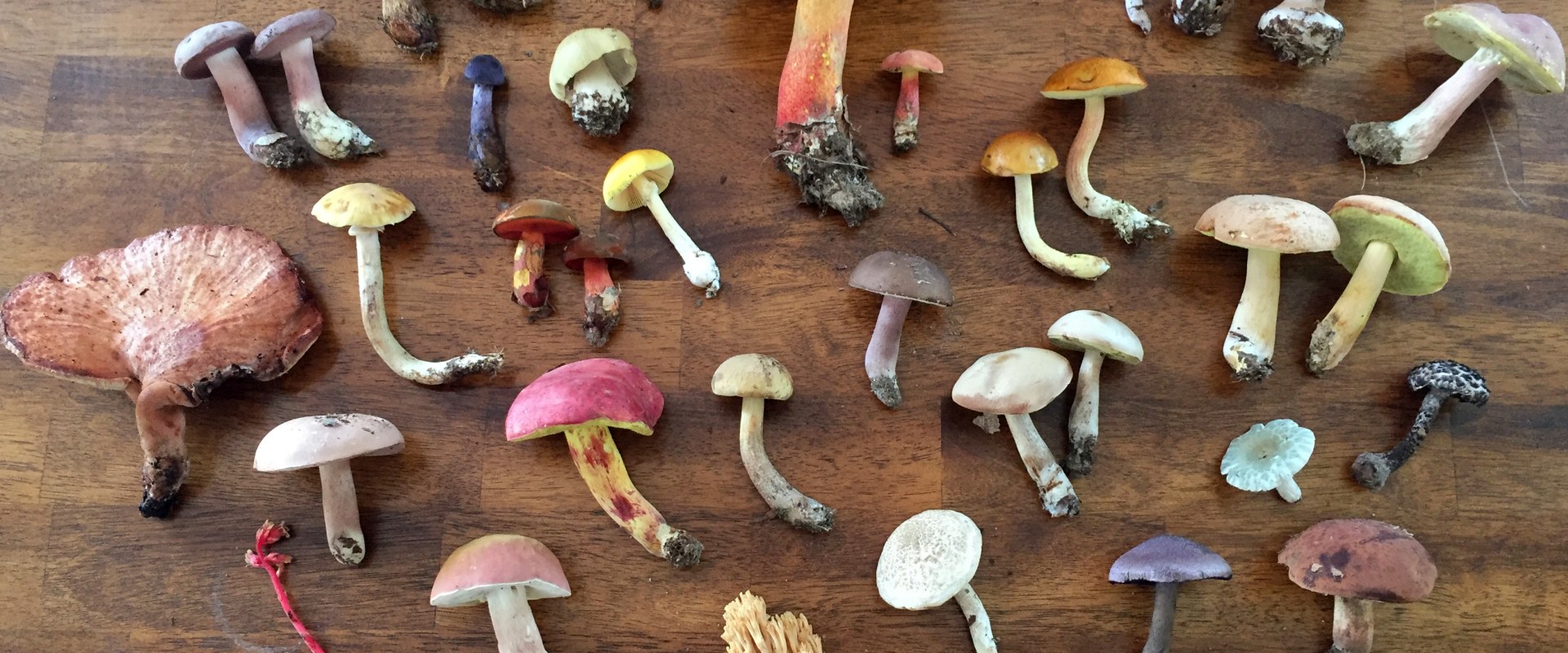 Mushrooms: All You Need to Know