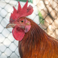 Chicken - An Informative Overview