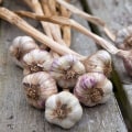 Garlic: Everything You Need to Know