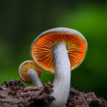 Mushrooms: A Comprehensive Overview
