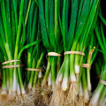 Scallions: An Overview