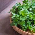 Cilantro: Everything You Need to Know