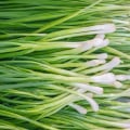 All About Scallions