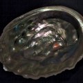 Abalone: An Overview