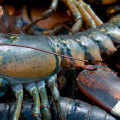 A Comprehensive Look at Lobster