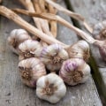 The Ultimate Guide to Garlic: Everything You Need to Know