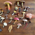 Mushrooms: All You Need to Know