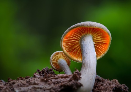 Mushrooms: A Comprehensive Overview