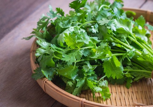 Cilantro: Everything You Need to Know