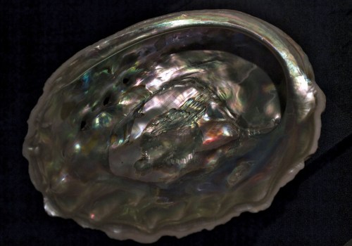 Abalone: An Overview