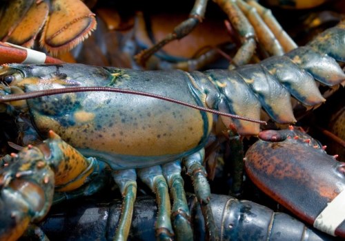 A Comprehensive Look at Lobster
