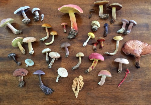 Mushrooms: All You Need to Know